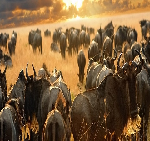 Four (4) days Luxury Tanzania Safari Package Serengeti & Ngorongoro Crater